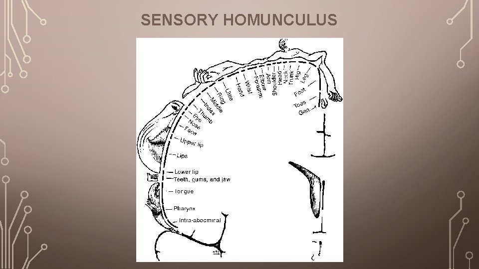 SENSORY HOMUNCULUS 