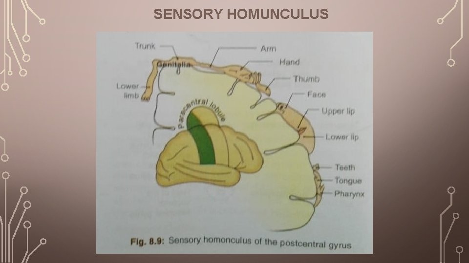 SENSORY HOMUNCULUS 