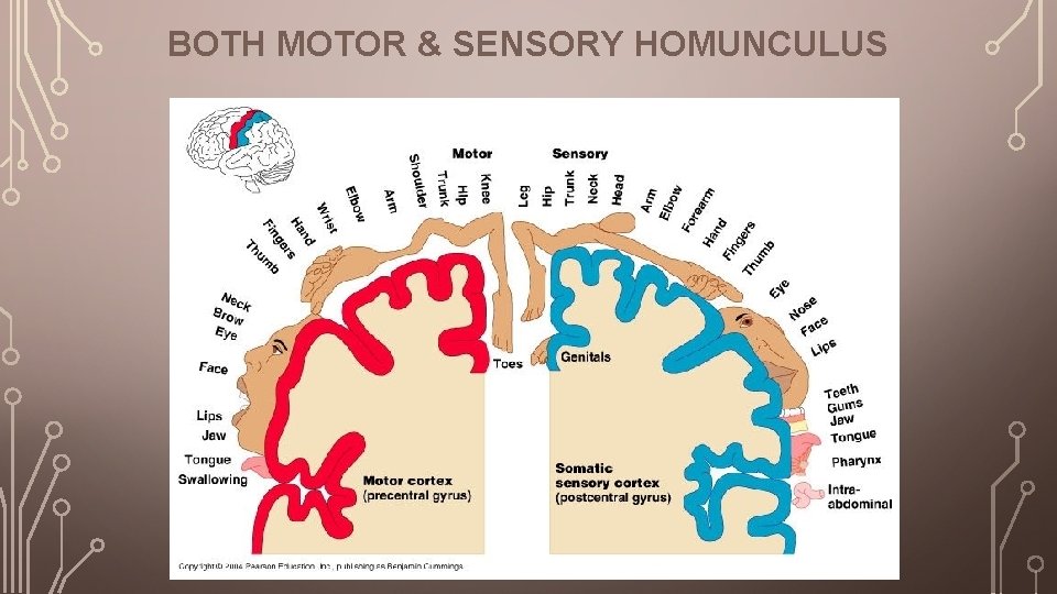 BOTH MOTOR & SENSORY HOMUNCULUS 