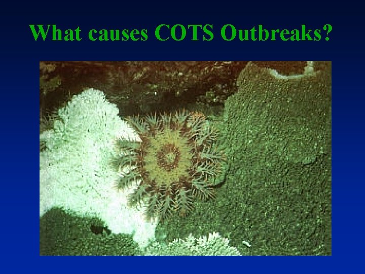 Securing a Future for the Great Barrier Reef