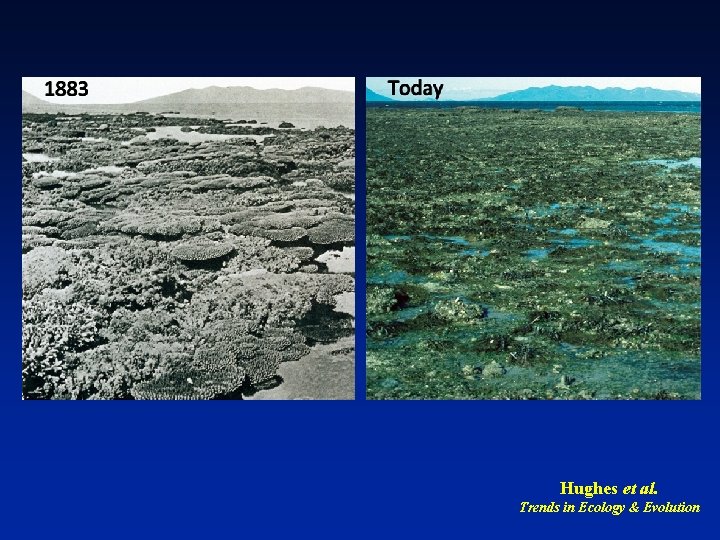 Hughes et al. Trends in Ecology & Evolution 