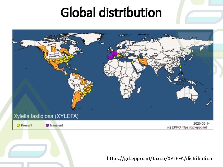 Global distribution https: //gd. eppo. int/taxon/XYLEFA/distribution 