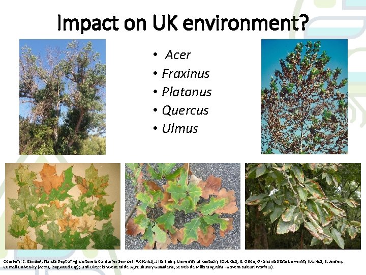Impact on UK environment? • Acer • Fraxinus • Platanus • Quercus • Ulmus