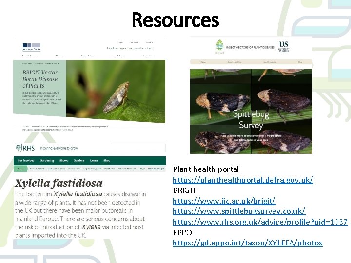 Resources Plant health portal https: //planthealthportal. defra. gov. uk/ BRIGIT https: //www. jic. ac.