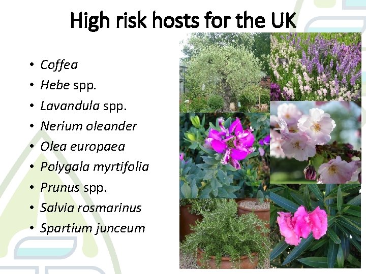 High risk hosts for the UK • • • Coffea Hebe spp. Lavandula spp.