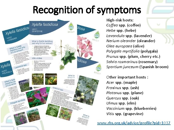 Recognition of symptoms High-risk hosts: Coffea spp. (coffee) Hebe spp. (hebe) Lavandula spp. (lavender)