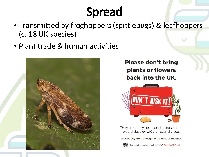 Spread • Transmitted by froghoppers (spittlebugs) & leafhoppers (c. 18 UK species) • Plant