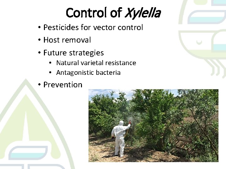 Control of Xylella • Pesticides for vector control • Host removal • Future strategies