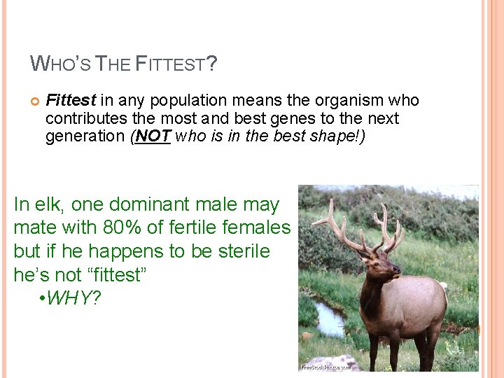 WHO’S THE FITTEST? Fittest in any population means the organism who contributes the most