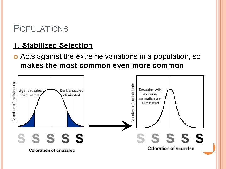 POPULATIONS 1. Stabilized Selection Acts against the extreme variations in a population, so makes