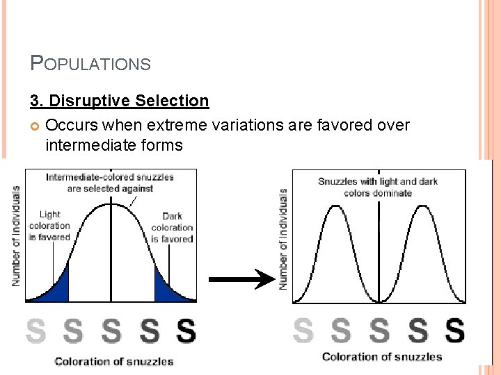 POPULATIONS 3. Disruptive Selection Occurs when extreme variations are favored over intermediate forms 
