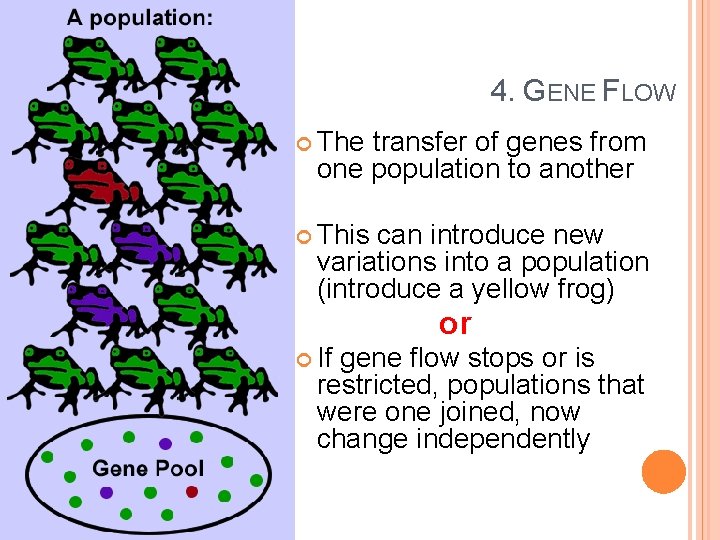 4. GENE FLOW The transfer of genes from one population to another This can
