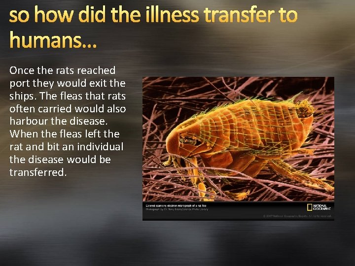 so how did the illness transfer to humans… Once the rats reached port they