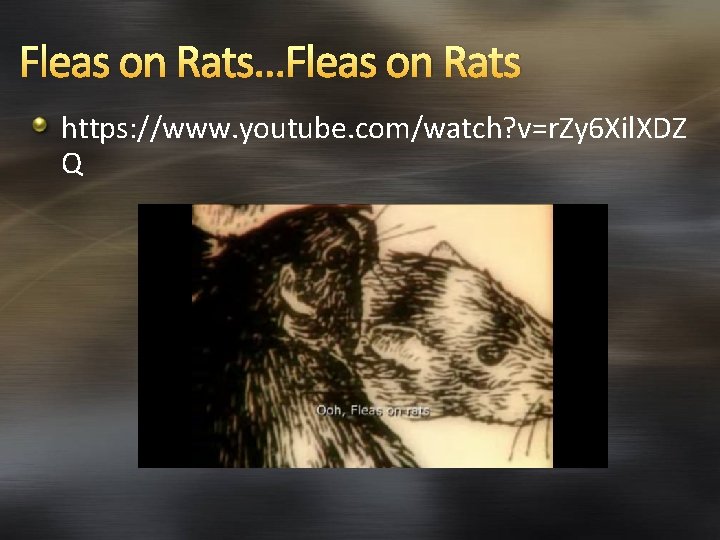 Fleas on Rats…Fleas on Rats https: //www. youtube. com/watch? v=r. Zy 6 Xil. XDZ