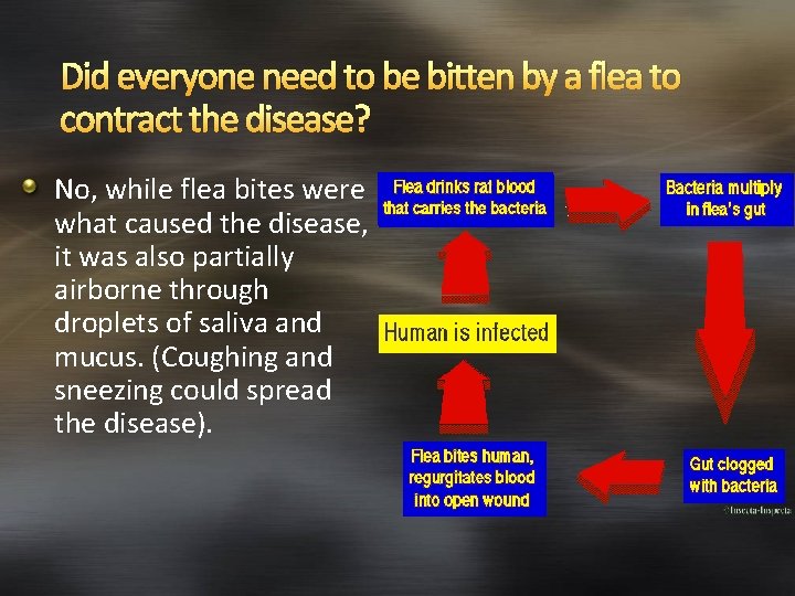 Did everyone need to be bitten by a flea to contract the disease? No,