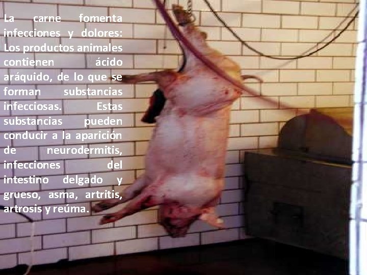 La carne fomenta infecciones y dolores: Los productos animales contienen ácido aráquido, de lo