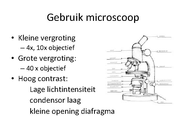 Gebruik microscoop • Kleine vergroting – 4 x, 10 x objectief • Grote vergroting: