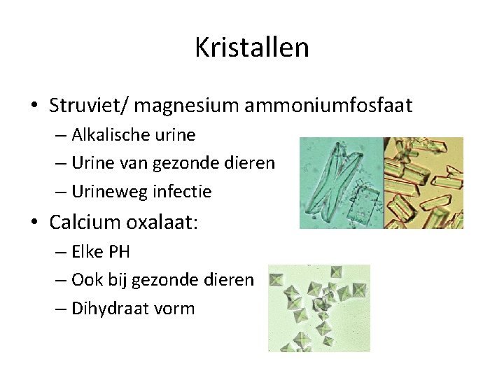 Kristallen • Struviet/ magnesium ammoniumfosfaat – Alkalische urine – Urine van gezonde dieren –