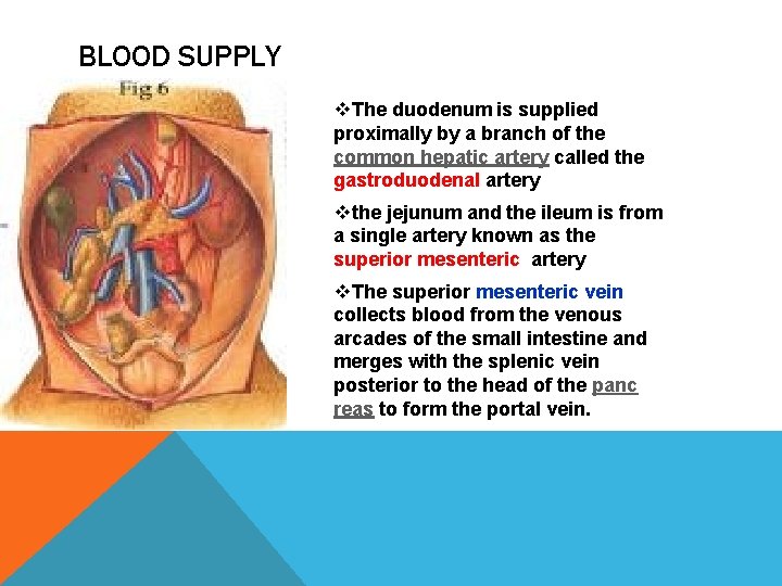 BLOOD SUPPLY v. The duodenum is supplied proximally by a branch of the common