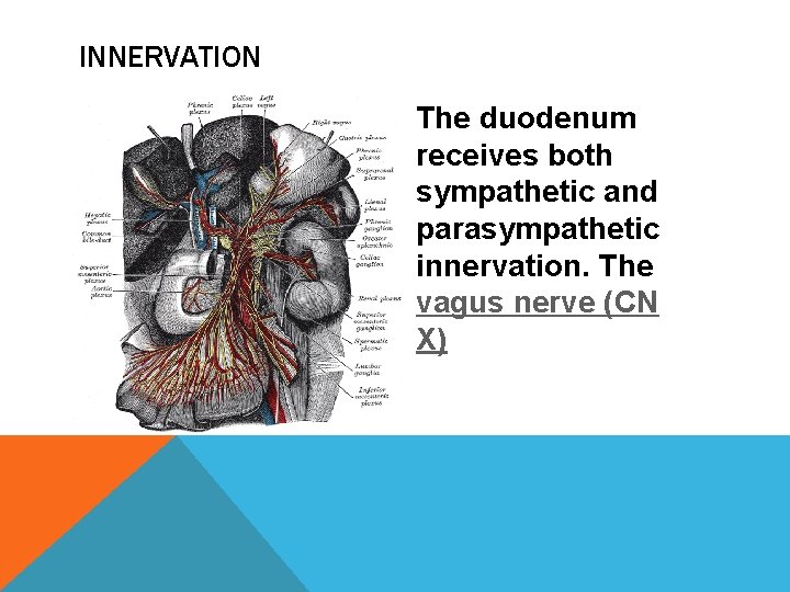 INNERVATION The duodenum receives both sympathetic and parasympathetic innervation. The vagus nerve (CN X)