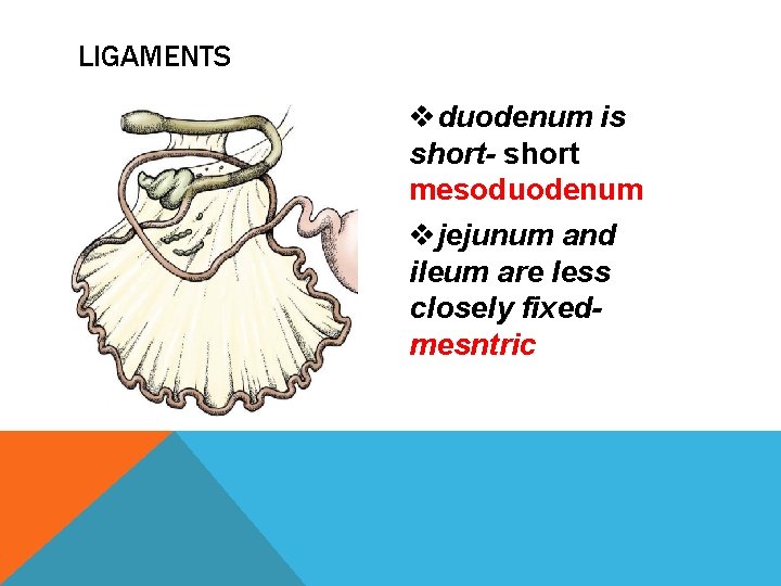 LIGAMENTS vduodenum is short- short mesoduodenum vjejunum and ileum are less closely fixedmesntric 