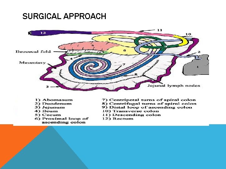 SURGICAL APPROACH 