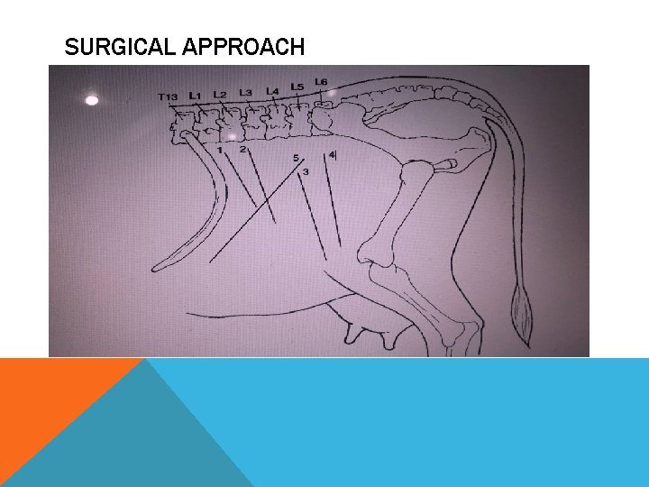 SURGICAL APPROACH 