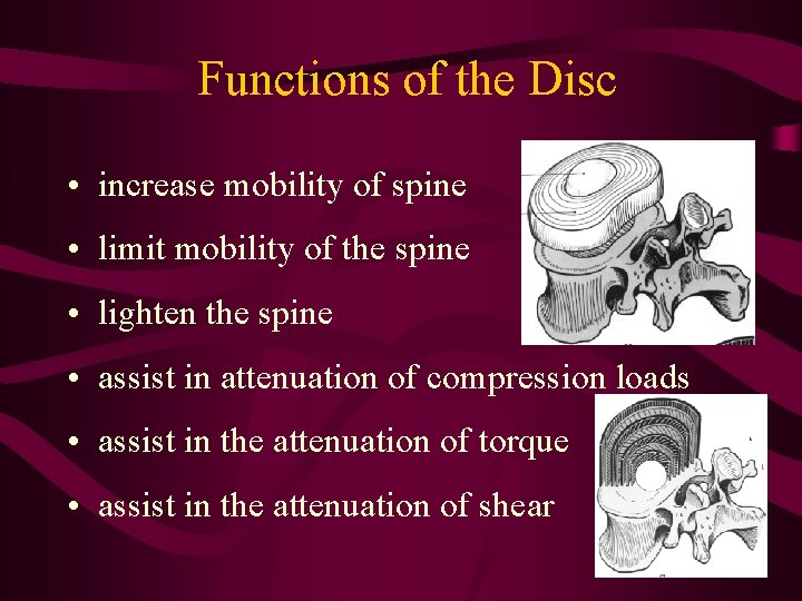 Functions of the Disc • increase mobility of spine • limit mobility of the