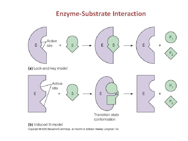 Enzyme-Substrate Interaction 