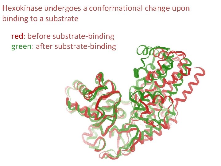 Hexokinase undergoes a conformational change upon binding to a substrate red: before substrate-binding green: