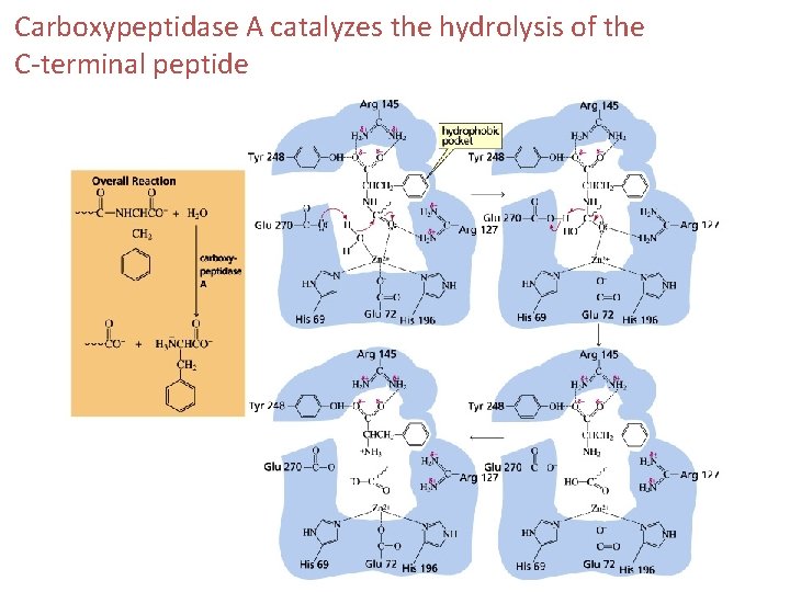 Carboxypeptidase A catalyzes the hydrolysis of the C-terminal peptide 