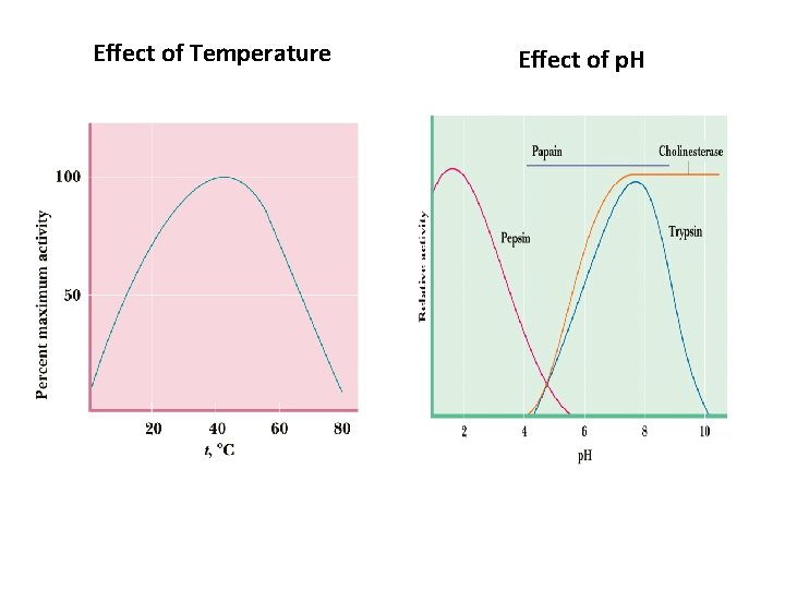 Effect of Temperature Effect of p. H 