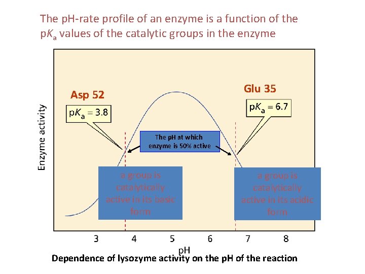 The p. H-rate profile of an enzyme is a function of the p. Ka