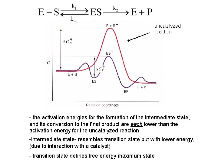 uncatalyzed reaction - the activation energies for the formation of the intermediate state, and