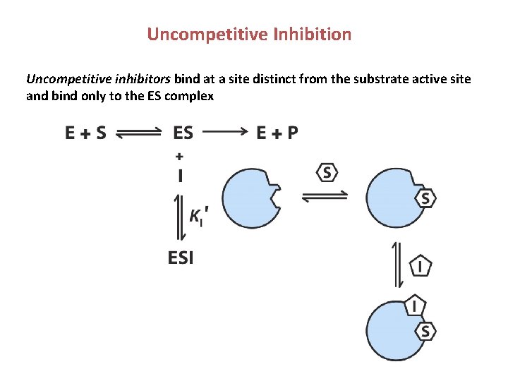 Uncompetitive Inhibition Uncompetitive inhibitors bind at a site distinct from the substrate active site