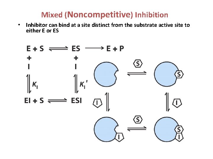 Mixed (Noncompetitive) Inhibition • Inhibitor can bind at a site distinct from the substrate