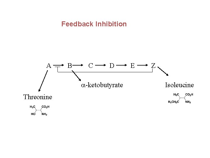 Feedback Inhibition A B C D a-ketobutyrate Threonine E Z Isoleucine 