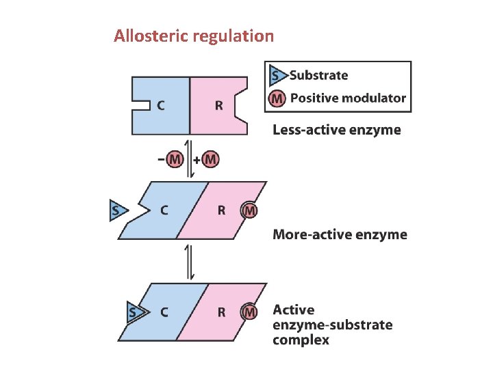 Allosteric regulation 