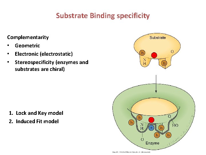Substrate Binding specificity Complementarity • Geometric • Electronic (electrostatic) • Stereospecificity (enzymes and substrates