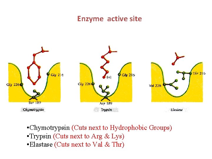 Enzyme active site • Chymotrypsin (Cuts next to Hydrophobic Groups) • Trypsin (Cuts next