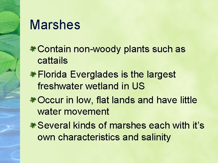 Marshes Contain non-woody plants such as cattails Florida Everglades is the largest freshwater wetland