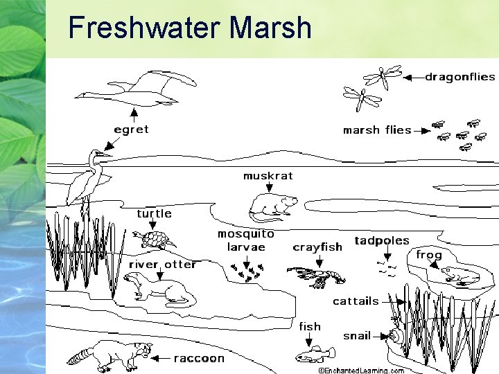 Freshwater Marsh 