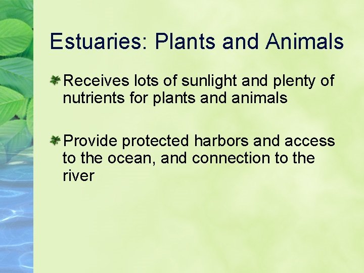 Estuaries: Plants and Animals Receives lots of sunlight and plenty of nutrients for plants