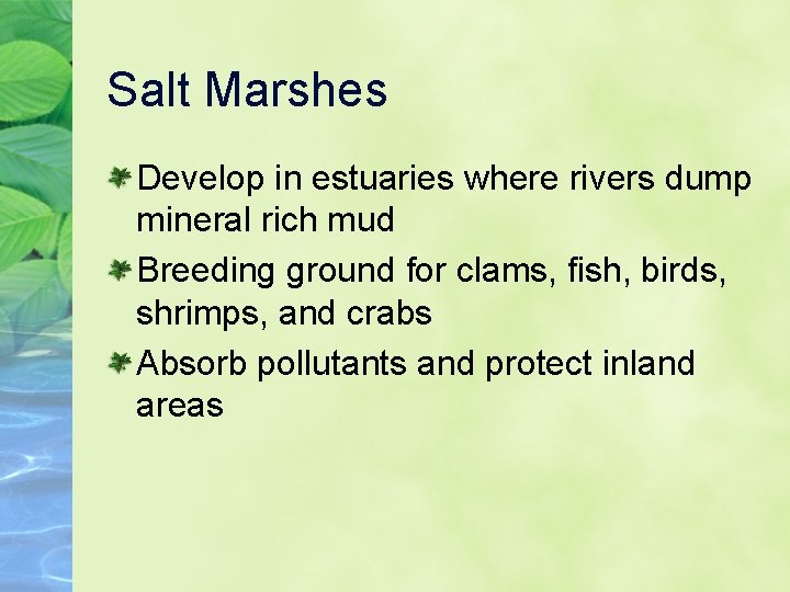 Salt Marshes Develop in estuaries where rivers dump mineral rich mud Breeding ground for