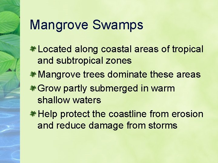 Mangrove Swamps Located along coastal areas of tropical and subtropical zones Mangrove trees dominate