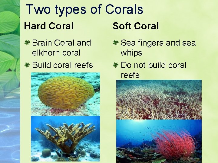 Two types of Corals Hard Coral Brain Coral and elkhorn coral Build coral reefs