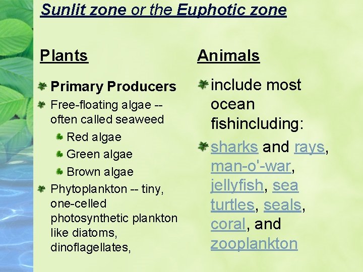 Sunlit zone or the Euphotic zone Plants Primary Producers Free-floating algae -often called seaweed