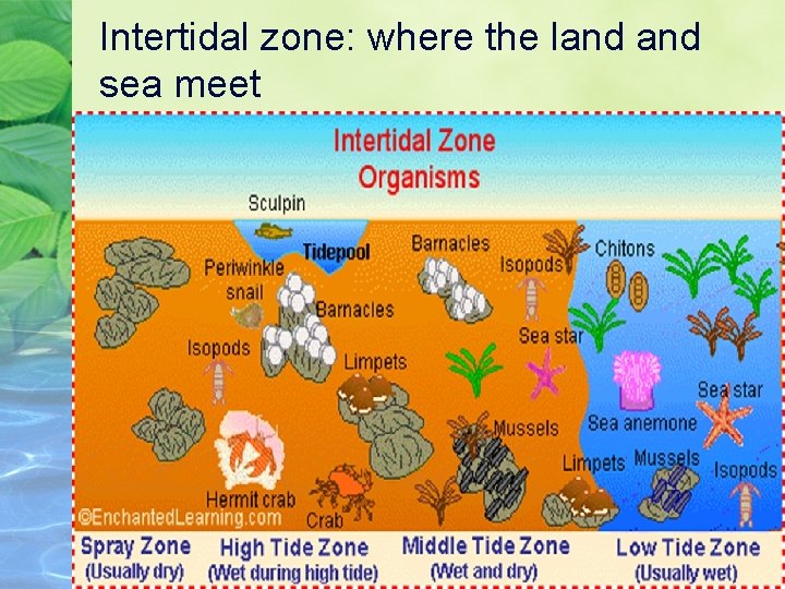 Intertidal zone: where the land sea meet 