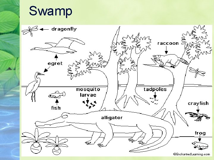 Swamp 