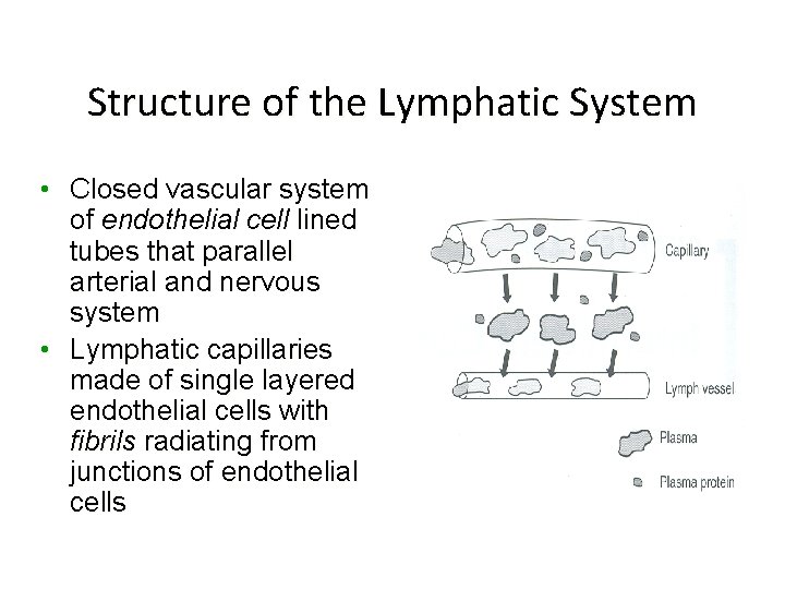 Structure of the Lymphatic System • Closed vascular system of endothelial cell lined tubes